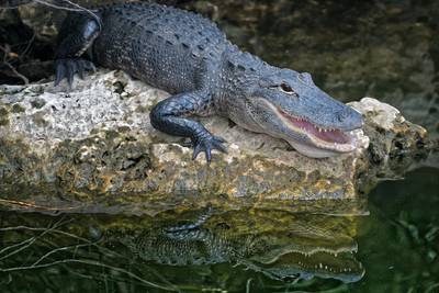 Lerngegleitung Krokodil